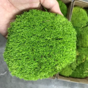 Prefleur Moss DIY Crafts